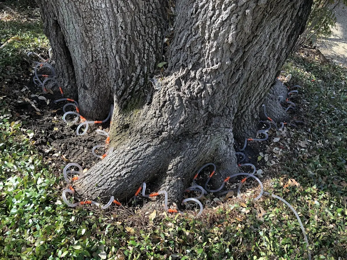 Detailed Tree Cabling and Bracing job site in Fackler